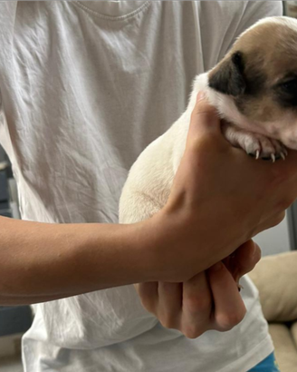 Cuccioli amstaff solo recupero spese