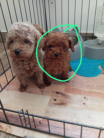 Miniatura di barboncino Red intenso