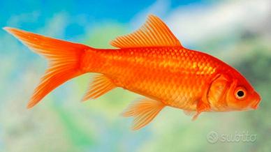 Pesci rossi