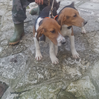 Cani di razza per caccia al cinghiale