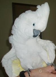 Cacatua alba allevato a mano