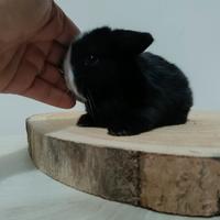 Mini Lop