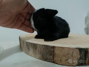 Mini Lop