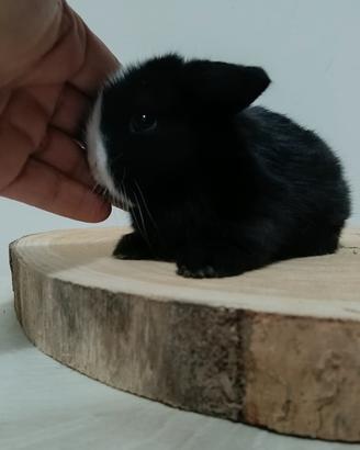 Mini Lop