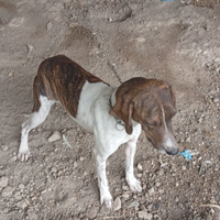 Cane segugio maremmano