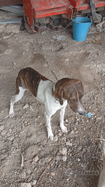 Cane segugio maremmano