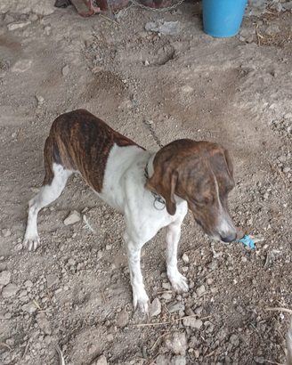 Cane segugio maremmano