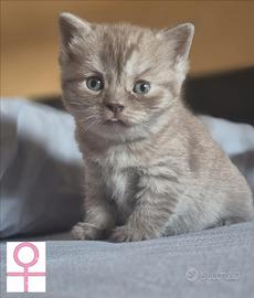 Gattini British