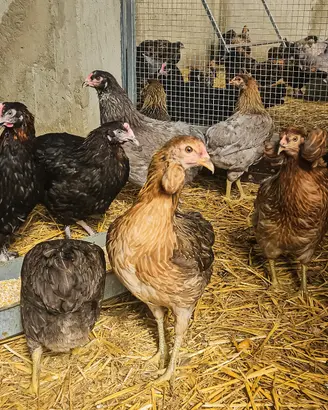 Galline araucana dalle uo.va azzurre
