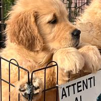 Cuccioli golden retriever