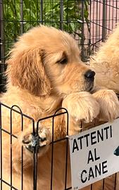 Cuccioli golden retriver