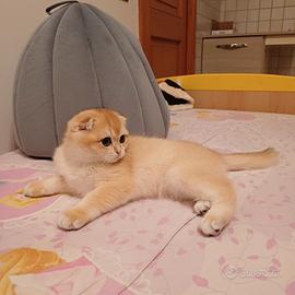 Scottish Fold maschio 3 mesi