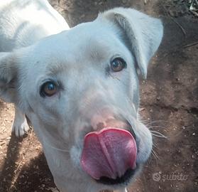 Clara dagli occhioni da cerbiatto