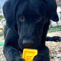 Ray cucciolo futura taglia XL