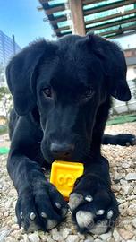 Ray cucciolo futura taglia XL