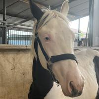 Puledro bianco e nero con occhi azzurri