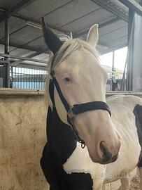 Puledro bianco e nero con occhi azzurri