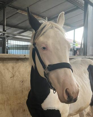 Puledro bianco e nero con occhi azzurri