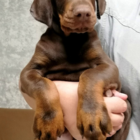 Cuccioli di dobermann