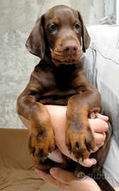 Cuccioli di dobermann