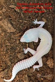 Geco leopardino Blizzard