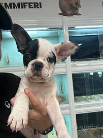 Ultimo bulldog francese