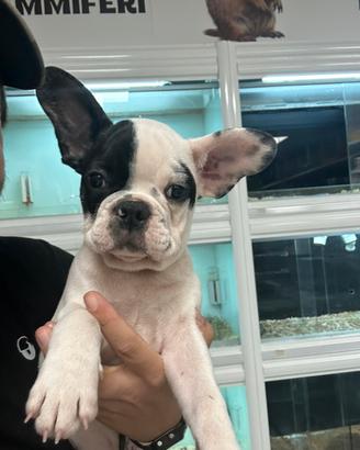 Ultimo bulldog francese