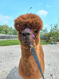 Alpaca maschio