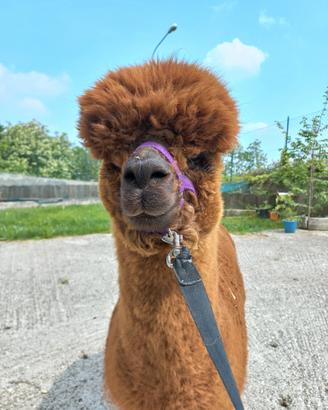 Alpaca maschio