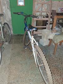 BICI REGINA