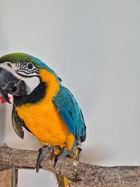 Ara ararauna