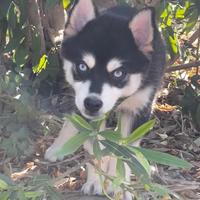 Husky miniatura
