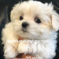 Cucciolo di maltese toy