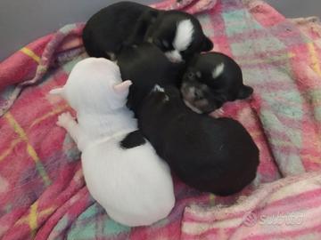 Chihuahua cucciolata pelo corto