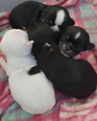 Chihuahua cucciolata pelo corto