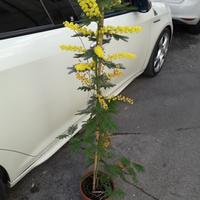 albero di mimosa originale profumata 