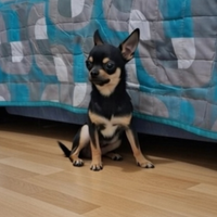 Chihuahua mini mini toy