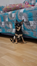 Chihuahua mini mini toy