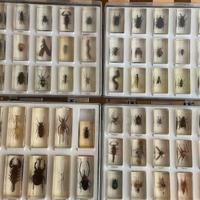 Collezione insetti in vetroresina