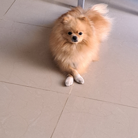 Spitz pomeriana