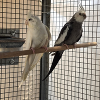 Coppia pappagalli calopsite