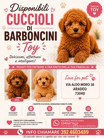 Barboncino Toy
