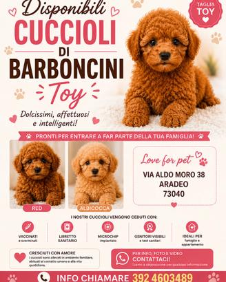 Barboncino Toy