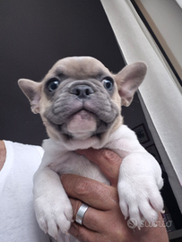 Di un nuovo alloggio