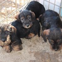 Bassotto tedesco pelo duro