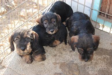 Bassotto tedesco pelo duro