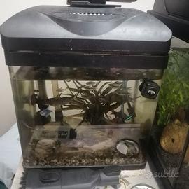 Acquario