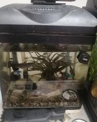 Acquario