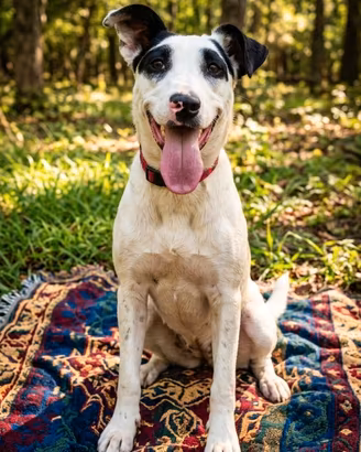 Splendida femmina tipo dalmata