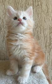 Maine Coon